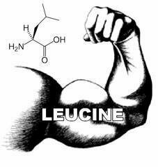 Leucine Threshold for Building Muscle